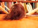 videos de Live.mov