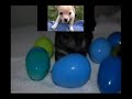 Chihuahua Dogs