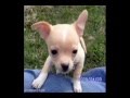 Chihuahua Dogs