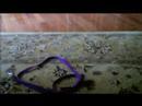 snake collar alive