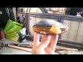 A Clam Licking Salt