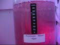 Algae isT5000 Reactor Algae isT5000 Reactor