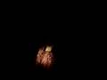 videos de Bow Hunting on tobacco patch pipeline