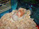 hamster