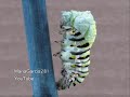 Ever seen a caterpillar transforming? Ever seen a caterpillar transforming?
