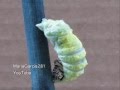 Ever seen a caterpillar transforming?