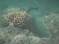 Snorkling Hanama Bay 2