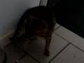 Bengal-stuck-in-the-watering-can