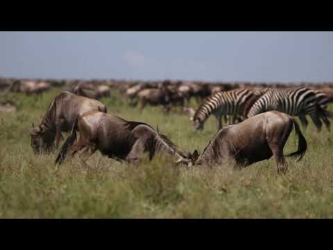 Wildebeest Migration calving at Serengeti Tanzania.