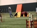 Chicago Dog Agility... View Video
