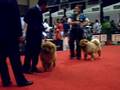 CHOWCHOWS IGAMS EXPOCAN DOG SHOW