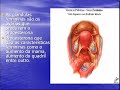 Ester�ides Anabolizantes