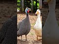 o pato pergunta para galinha de Angola porque só canta tô fraco #galinhadeangola #aves #guiné