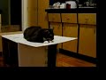 Circus Cat