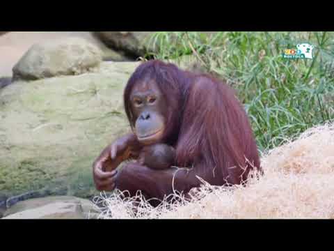 Rostocker Zoo im Baby-Glck - Orang Utan-Nachwuchs  ...