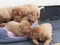 5 boys Dogue De Bordeaux puppies