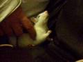 The Adventures Of Naboo and Bollo #5 - Fancy Rats