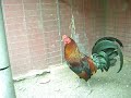 Imagen-villagran 004.avi