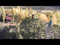 Flocking Macaws & Sun Conures