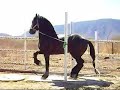 frisian en venta frisian en venta