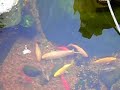 Outdoor Pond Outdoor Pond