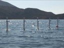 Mass cemetery highlights true cost of coal in Greece