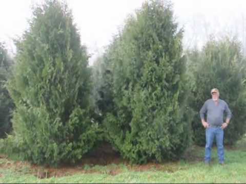 how to fertilize spruce trees