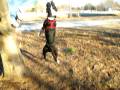 videos de pitbull rope hang