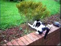 spak cat