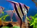 Altum and Discus Altum and Discus