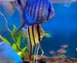 Altum and Discus