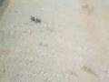 videos de Meriwether ZOOM ZOOM ZOOM Tour!