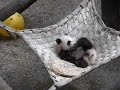 Mei Lan - The Sleepier, The Sweeter!