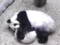 mei lan   the sleepier the sweeter!