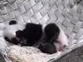 Mei Lan - The Sleepier, The Sweeter!