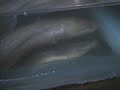Amazonian Fish Export - 2 Amazonian Fish Export - 2