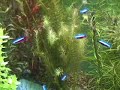 90 Gal Freshwater Planted Aquarium