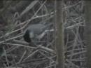 Marsh Tit 2