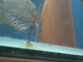 Desova de Discus Desova de Discus