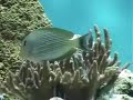 Gobiodon okinawae
