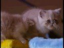 este reportaje fue emitido en canal sur television en el programa mi mascota. El exótico fue creado para buscar una mejora en la Raza del Americano de Pelo Corto cruzándolo con persa para mejorar su pelaje, nunca pensaron en formar una nueva raza, es allí donde accidentalmente aparece el Gato Exótico, llamado por algunos 