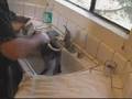 Bath Day for Jangles (Himalayan cat gets bathed): How to