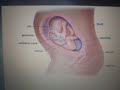 Stages of Pregnancy Stages of Pregnancy