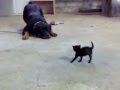 Brave Kitten Stands Up to Scared Dog [REAL!!!]