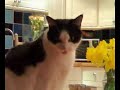hilarious-cat-pics.html