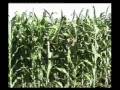 videos de Supergro