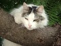 Lenny - MI HIji empacado arriba del arbol je!