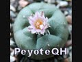 I-Doser Peyote QH