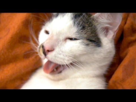 how to apply for a cat b breakers licence