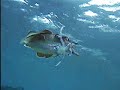 Bonaire:  Misc. fishies